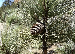  (Pinus arizonica var. cooperi - PNCA0008)  @13 [ ] CreativeCommons - Attribution Non-Commercial Share-Alike (2008) David Sebastian Gernandt Universidad Nacional Autonoma de Mexico, Instituto de Biologia