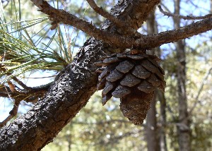 (Pinus leiophylla - PNCA209)  @13 [ ] CreativeCommons - Attribution Non-Commercial Share-Alike (2008) David Sebastian Gernandt Universidad Nacional Autonoma de Mexico, Instituto de Biologia