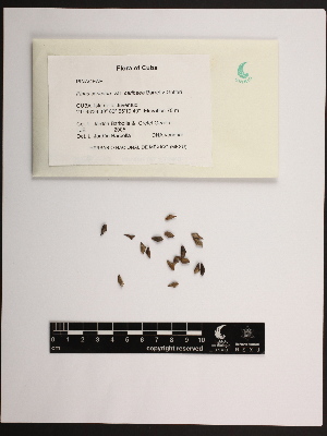 (Pinus caribaea var. caribaea - PNCA0102)  @11 [ ] CreativeCommons - Attribution Non-Commercial Share-Alike (2012) David Sebastian Gernandt Universidad Nacional Autonoma de Mexico, Instituto de Biologia