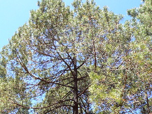  (Pinus herrerae - PNCA201)  @13 [ ] CreativeCommons - Attribution Non-Commercial Share-Alike (2010) Sergio Hernandez Leon Universidad Nacional Autonoma de Mexico, Instituto de Biologia