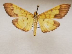  ( - CSUC126)  @11 [ ] CreativeCommons  Attribution Share-Alike (2021) Candice Sawyer California State University, Chico State Entomology Collection