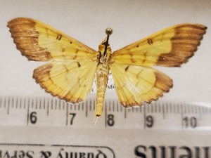  ( - CSUC126)  @11 [ ] CreativeCommons  Attribution Share-Alike (2021) Candice Sawyer California State University, Chico State Entomology Collection