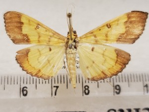  ( - CSUC127)  @11 [ ] CreativeCommons  Attribution Share-Alike (2021) Candice Sawyer California State University, Chico State Entomology Collection
