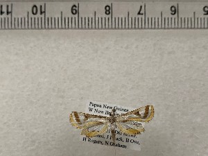  ( - CSUC170)  @11 [ ] CreativeCommons  Attribution Share-Alike (2021) Candice Sawyer California State University, Chico State Entomology Collection