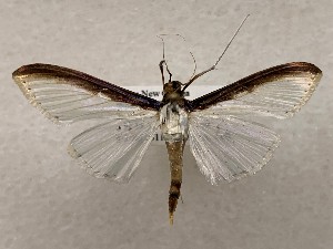  ( - CSUC179)  @11 [ ] CreativeCommons  Attribution Share-Alike (2021) Candice Sawyer California State University, Chico State Entomology Collection