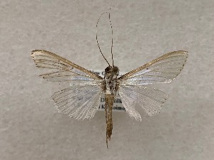 ( - CSUC181)  @11 [ ] CreativeCommons  Attribution Share-Alike (2021) Candice Sawyer California State University, Chico State Entomology Collection