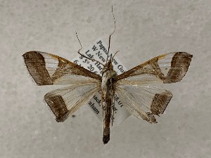  ( - CSUC183)  @11 [ ] CreativeCommons  Attribution Share-Alike (2021) Candice Sawyer California State University, Chico State Entomology Collection