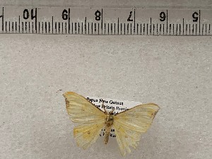  ( - CSUC190)  @11 [ ] CreativeCommons  Attribution Share-Alike (2021) Candice Sawyer California State University, Chico State Entomology Collection