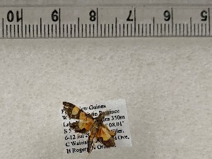  ( - CSUC197)  @11 [ ] CreativeCommons  Attribution Share-Alike (2021) Candice Sawyer California State University, Chico State Entomology Collection