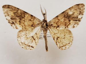  (Iulotricia semiumbrata - CSUC88)  @11 [ ] CreativeCommons  Attribution Share-Alike (2021) Candice Sawyer California State University, Chico State Entomology Collection