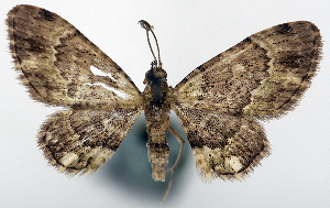  (Axinoptera fasciata - CCDB-20690-F06)  @11 [ ] CreativeCommons - Attribution (2014) David Pollock Centre for Biodiversity Genomics