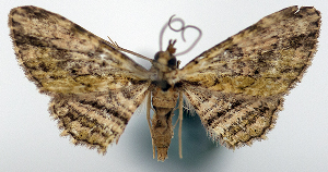  (Eupithecia unknown - CCDB-20690-E10)  @11 [ ] CreativeCommons - Attribution (2014) David Pollock Centre for Biodiversity Genomics