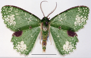  (Eucyclodes orbimaculata magnificata - CCDB-21789-A06)  @11 [ ] CreativeCommons - Attribution (2014) David Pollock Centre for Biodiversity Genomics
