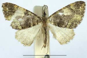  (Tripteridia euthynsis evelina - CCDB-21790-B09)  @11 [ ] CreativeCommons - Attribution (2014) David Pollock Centre for Biodiversity Genomics