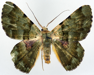  (Aeolochroma rufivaria form - BMNH(E) #817105)  @11 [ ] CreativeCommons - Attribution (2014) David Polluck Centre for Biodiversity Genomics