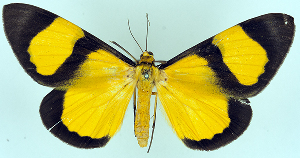  (Celerena waigeuensis - BMNH(E) #817186)  @11 [ ] CreativeCommons - Attribution (2014) David Polluck Centre for Biodiversity Genomics