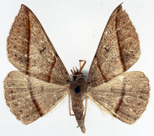  (Encryphia pulverosa - BMNH(E) #817304)  @11 [ ] CreativeCommons - Attribution (2014) David Polluck Centre for Biodiversity Genomics