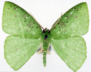  (Strepsichlora acutilunata dissimilis - 817460)  @11 [ ] CreativeCommons - Attribution Non-Commercial Share-Alike (2015) David Polluck Smithsonian Institution