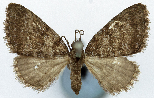  (Sterrhochaeta subcaesia - CCDB-11874-A06)  @11 [ ] CreativeCommons - Attribution (2014) David Polluck Centre for Biodiversity Genomics