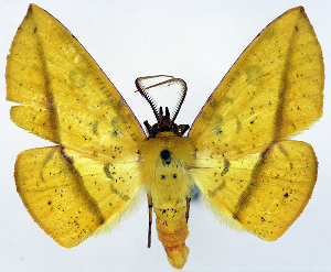  (Cholomiza bimaculata - CCDB-11875-D06)  @11 [ ] CreativeCommons - Attribution (2014) David Polluck Centre for Biodiversity Genomics