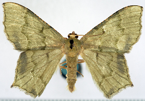  (Hemithea sequestrata - CCDB-11876-E03)  @11 [ ] CreativeCommons - Attribution (2014) David Polluck Centre for Biodiversity Genomics