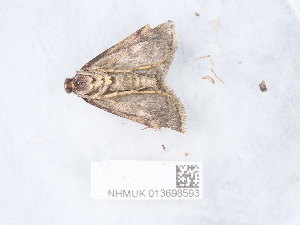  ( - NHMUK013698593)  @11 [ ] Unspecified (default): All Rights Reserved  Unspecified Unspecified