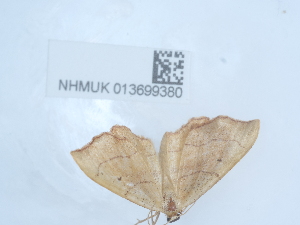  ( - NHMUK013699380)  @11 [ ] Unspecified (default): All Rights Reserved  Unspecified Unspecified