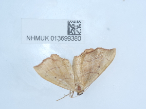  ( - NHMUK013699380)  @11 [ ] Unspecified (default): All Rights Reserved  Unspecified Unspecified