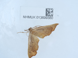  ( - NHMUK013699380)  @11 [ ] Unspecified (default): All Rights Reserved  Unspecified Unspecified
