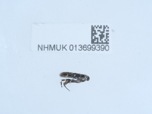  ( - NHMUK013699390)  @11 [ ] Unspecified (default): All Rights Reserved  Unspecified Unspecified