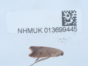  ( - NHMUK013699445)  @11 [ ] Unspecified (default): All Rights Reserved  Unspecified Unspecified