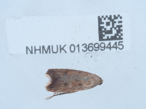  ( - NHMUK013699445)  @11 [ ] Unspecified (default): All Rights Reserved  Unspecified Unspecified