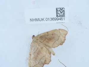  ( - NHMUK013699451)  @11 [ ] Unspecified (default): All Rights Reserved  Unspecified Unspecified