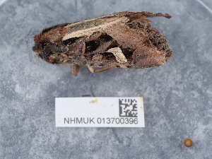  ( - NHMUK013700396)  @11 [ ] Unspecified (default): All Rights Reserved  Unspecified Unspecified