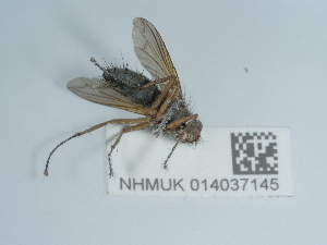  ( - NHMUK014037145)  @11 [ ] Unspecified (default): All Rights Reserved  Unspecified Unspecified