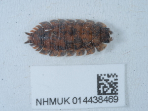  ( - NHMUK014438469)  @11 [ ] Unspecified (default): All Rights Reserved  Unspecified Unspecified