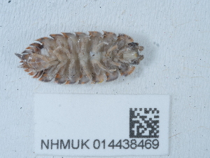  ( - NHMUK014438469)  @11 [ ] Unspecified (default): All Rights Reserved  Unspecified Unspecified
