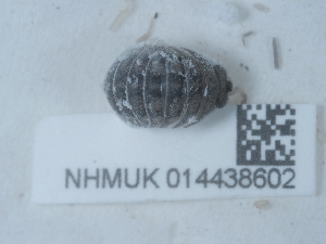  ( - NHMUK014438602)  @11 [ ] Unspecified (default): All Rights Reserved  Unspecified Unspecified