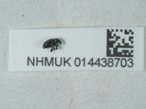  ( - NHMUK014438703)  @11 [ ] Unspecified (default): All Rights Reserved  Unspecified Unspecified
