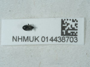  ( - NHMUK014438703)  @11 [ ] Unspecified (default): All Rights Reserved  Unspecified Unspecified