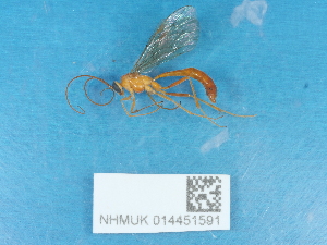  ( - NHMUK014451591)  @11 [ ] Unspecified (default): All Rights Reserved  Unspecified Unspecified
