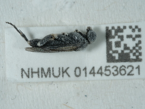  ( - NHMUK014453621)  @11 [ ] Unspecified (default): All Rights Reserved  Unspecified Unspecified