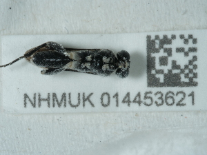  ( - NHMUK014453621)  @11 [ ] Unspecified (default): All Rights Reserved  Unspecified Unspecified