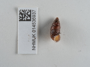  ( - NHMUK014536937)  @11 [ ] Unspecified (default): All Rights Reserved  Unspecified Unspecified