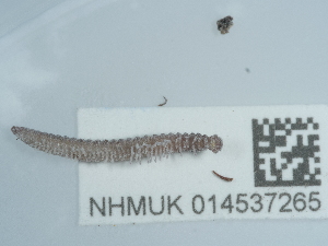  (Turdulisoma - NHMUK014537265)  @11 [ ] Unspecified (default): All Rights Reserved  Unspecified Unspecified
