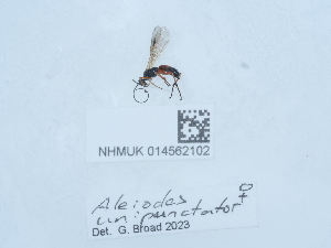  ( - NHMUK014562102)  @11 [ ] Unspecified (default): All Rights Reserved  Unspecified Unspecified