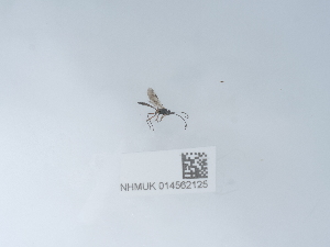  ( - NHMUK014562125)  @11 [ ] Unspecified (default): All Rights Reserved  Unspecified Unspecified
