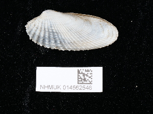  ( - NHMUK014562546)  @11 [ ] Unspecified (default): All Rights Reserved  Unspecified Unspecified