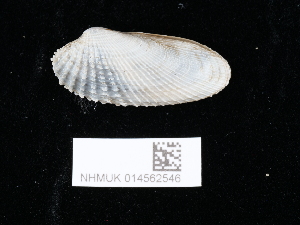  ( - NHMUK014562546)  @11 [ ] Unspecified (default): All Rights Reserved  Unspecified Unspecified