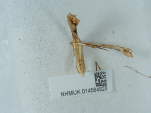  ( - NHMUK014584826)  @11 [ ] Unspecified (default): All Rights Reserved  Unspecified Unspecified